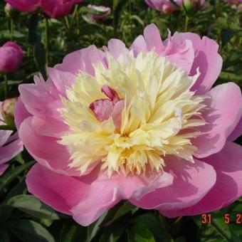 Paeonia lactiflora 'Bowl of Beauty'