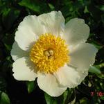 Paeonia 'Claire de Lune' - 