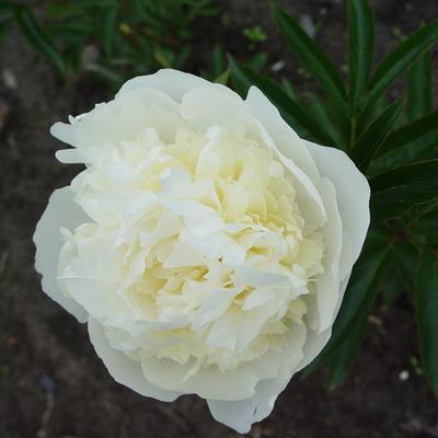 Paeonia lactiflora 'Duchesse de Nemours' - 