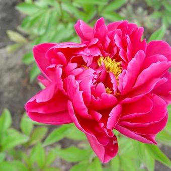 Paeonia `Karl Rosenfield`