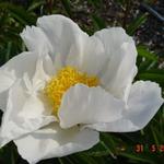 Paeonia lactiflora 'Krinkled White' - Paeonia lactiflora 'Krinkled White'