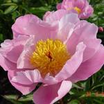 Paeonia lactiflora 'Nymphe' - 