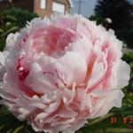 Paeonia lactiflora 'Sarah Bernhardt' - 