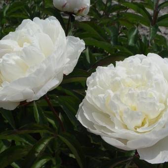 Paeonia lactiflora 'Shirley Temple'