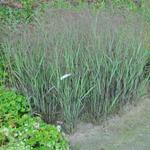 Panicum virgatum 'JS Black and Blue' - 