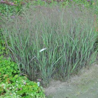 Panicum virgatum 'JS Black and Blue'