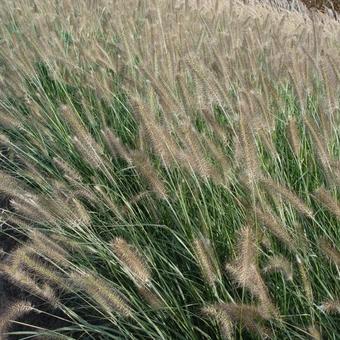 Pennisetum alopecuroides