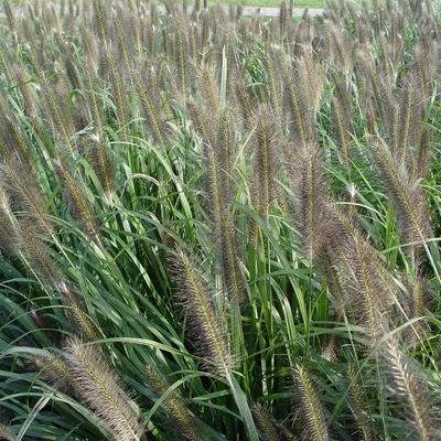 Pennisetum alopecuroides 'Moudry'