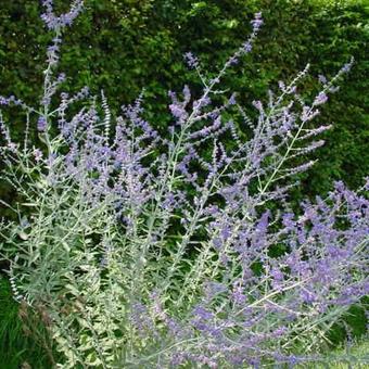 Perovskia atriplicifolia 'Blue Spire'