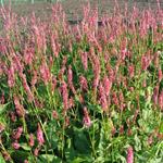 Persicaria amplexicaulis 'Betty Brandt' - 