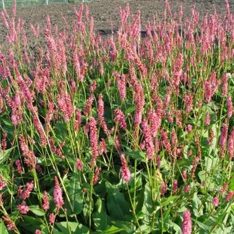 Persicaria amplexicaulis 'Betty Brandt'