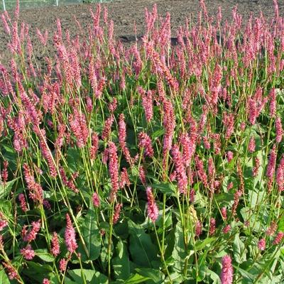 Persicaria amplexicaulis 'Betty Brandt' - Persicaria amplexicaulis 'Betty Brandt'