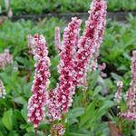 Persicaria affinis 'Dimity' - 