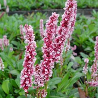 Persicaria affinis 'Dimity'