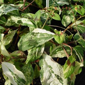 Persicaria virginiana var. filiformis 'Painter's Palette'