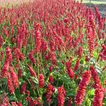 Persicaria amplexicaulis 'Sangre' - 