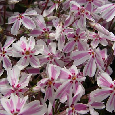 Phlox subulata 'Candy Stripes' - Phlox subulata 'Candy Stripes'