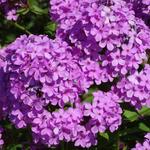 Phlox paniculata 'Hesperis' - Phlox paniculata 'Hesperis'