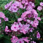 Phlox paniculata 'SWEET SUMMER Candy' - 