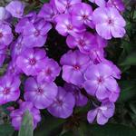 Phlox paniculata 'SWEET SUMMER Temptation' - 