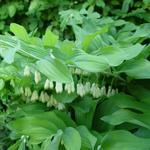 Polygonatum x hybridum 'Weihenstephan'  - Polygonatum x hybridum 'Weihenstephan' 