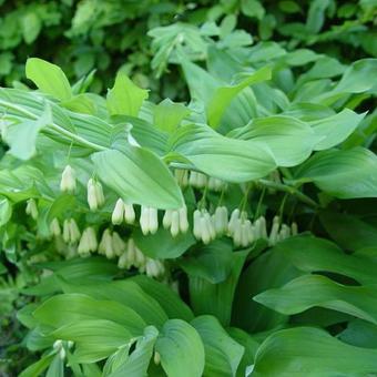 Polygonatum x hybridum 'Weihenstephan'