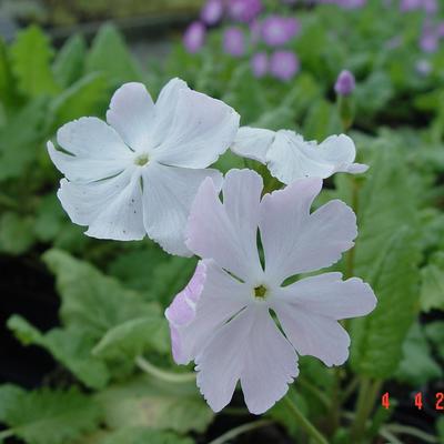 Primula sieboldii 'Coshibori' - 