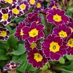 Primula elatior 'Silver Lace Purple' - 