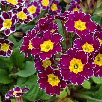 Primula elatior 'Silver Lace Purple'