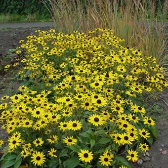 Rudbeckia fulgida var. deamii