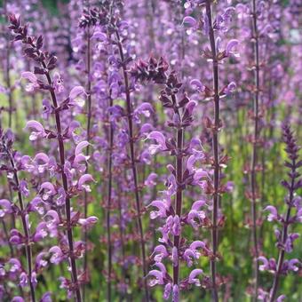 Salvia sylvestris (x) 'Serenade'