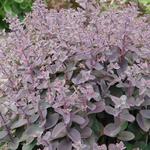 Sedum 'Xenox' - 