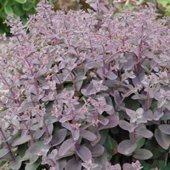 Sedum 'Xenox'