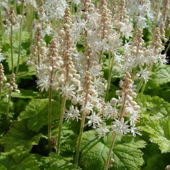 Tiarella cordifolia