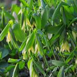 Uvularia grandiflora var. pallida - 