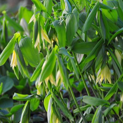 Uvularia grandiflora var. pallida