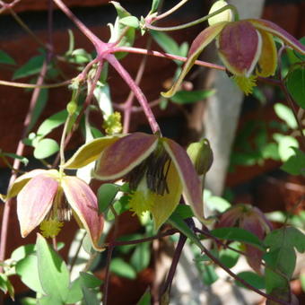 Clematis tangutica 'My Angel'