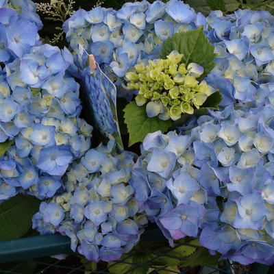 Hydrangea macrophylla 'Bela' - 