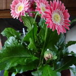 Gerbera Garvinea 'Sweet Memories' - 