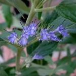 Caryopteris x clandonensis 'Worcester Gold' - 