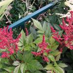 Astilbe x arendsii - 