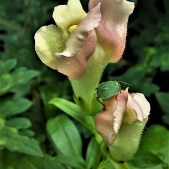 Antirrhinum