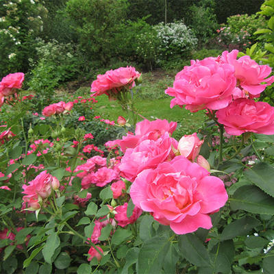 Rosa 'Melrose' - 