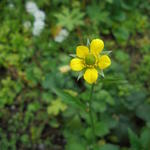 Geum urbanum - Echte Nelkenwurz