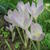 Colchicum byzantinum