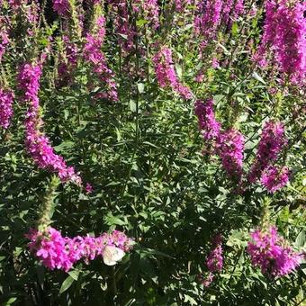 Lythrum salicaria