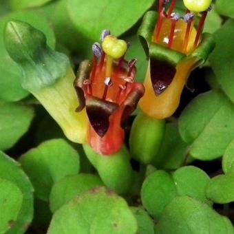 Fuchsia procumbens