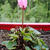 Cyclamen purpurascens