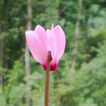 Cyclamen purpurascens  - 