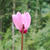 Cyclamen purpurascens